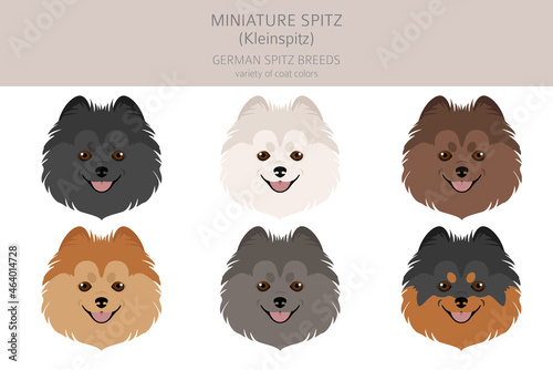 German spitz, Miniature spitz clipart. Different poses, coat colors set