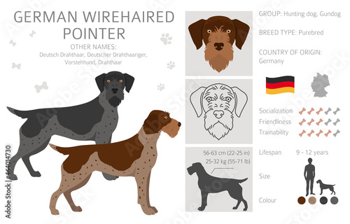 German wirehaired pointer clipart. Different poses, coat colors set