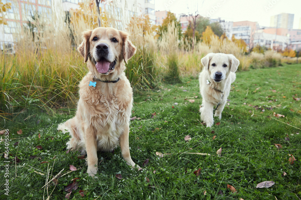 Golden retrievers in the park on green grass Golden retrievers in the park on green grass