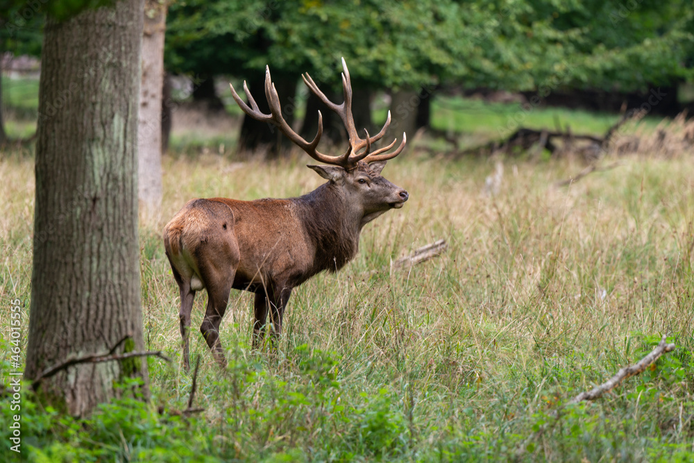 Cerf élaphe, brame, cerf, cervus elaphus