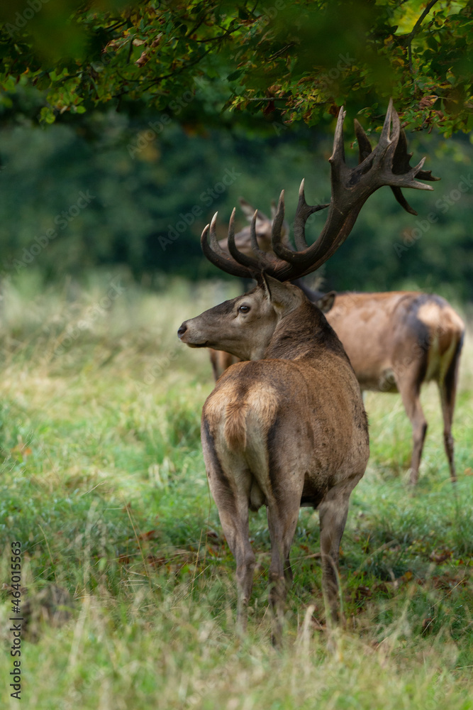 Cerf élaphe, brame, cerf, cervus elaphus