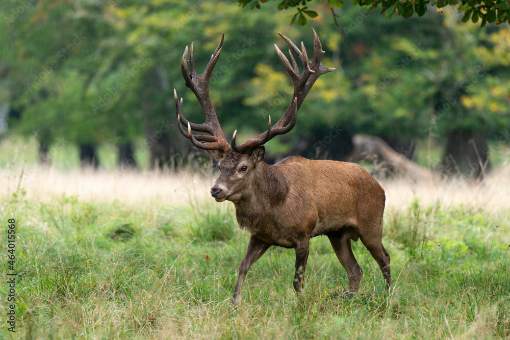 Cerf élaphe, brame, cerf, cervus elaphus Cerf élaphe, brame, cerf, cervus elaphus