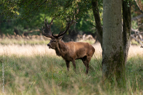 Cerf   laphe  brame  cerf  cervus elaphus