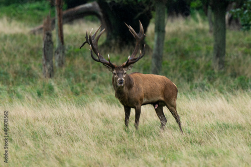 Cerf élaphe, brame, cerf, cervus elaphus