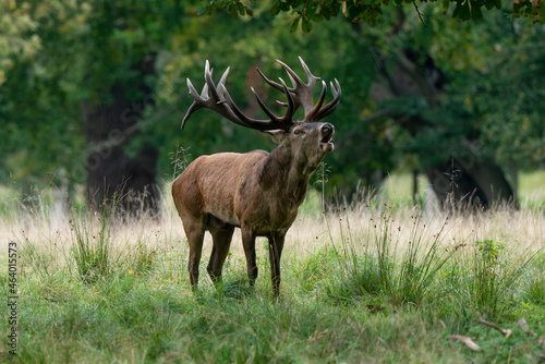 Cerf élaphe, brame, cerf, cervus elaphus