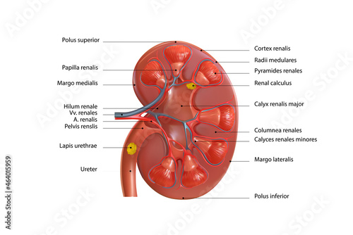 Sectional diagram of a human kidney. Vector graphics