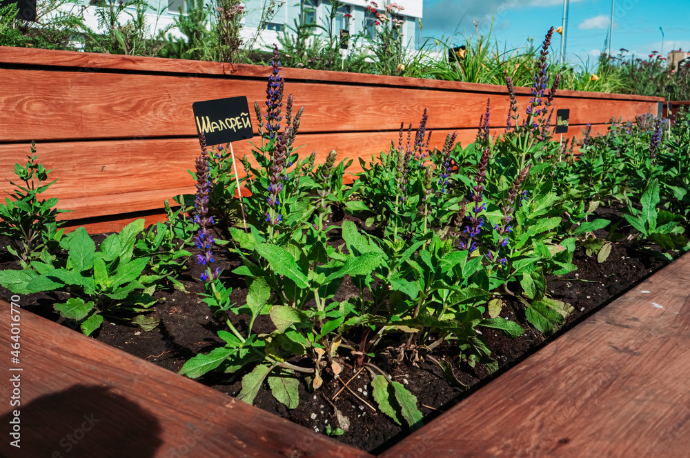 A community vegetable garden in the new city park. Plants in wooden boxes.