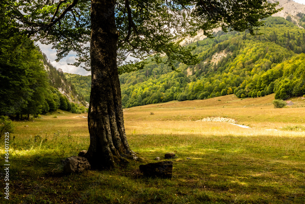 Panoramic view of a meadow under the shade of a beech tree Panoramic view of a meadow under the shade of a beech tree