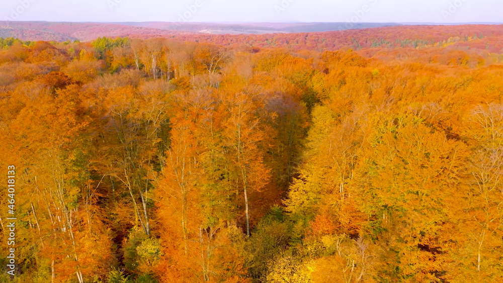 Fototapeta premium White Sky in foliage in autumn. Breathtaking panoramic aerial view of the hills of colorful red, orange and yellow trees