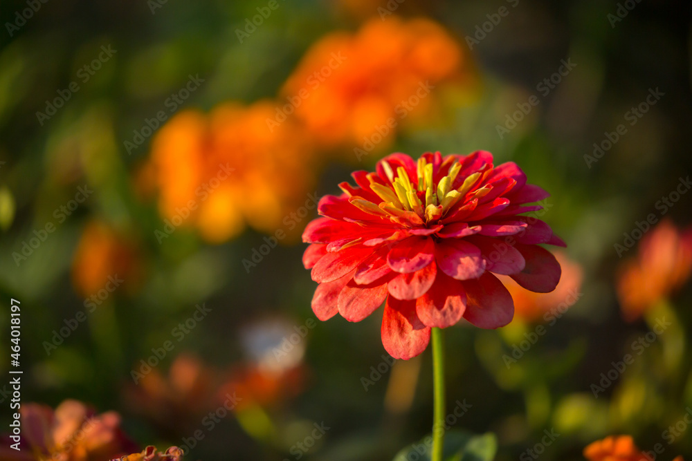 Beautiful flowers close-up, macro shot on the background of the texture of rose petals. Beautiful flower field, spring landscape. Beautiful flowers close-up, macro shot on the background of the texture of rose petals. Beautiful flower field, spring landscape.