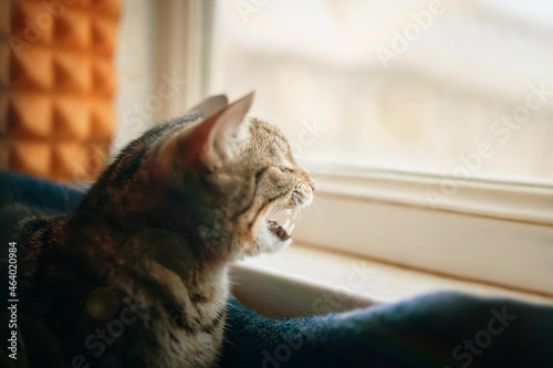 Fototapeta Naklejka Na Ścianę i Meble -  Domestic cat is sitting in pets couch near windowsill and yawns. Sunlight in window. Close up animal portrait.
