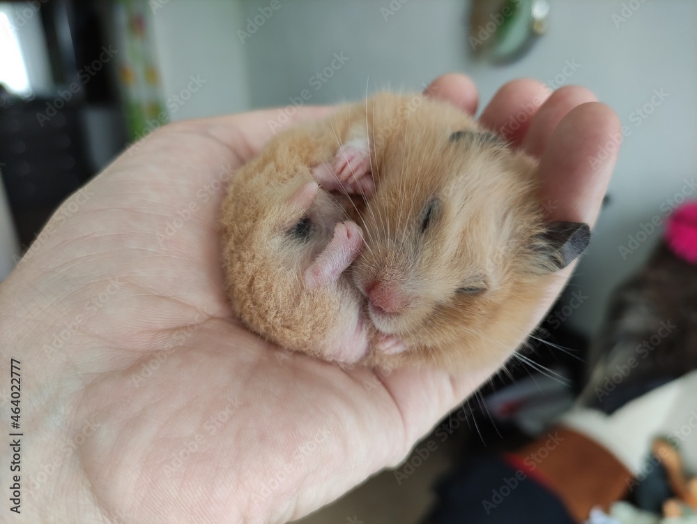 Syrian hamster eats in the hand of the owner Syrian hamster eats in the hand of the owner
