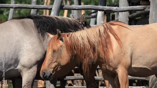 Horses on a sunny summer day are standing in a paddock on a farm. Concept Animal husbandry, Farming, Horse breeding