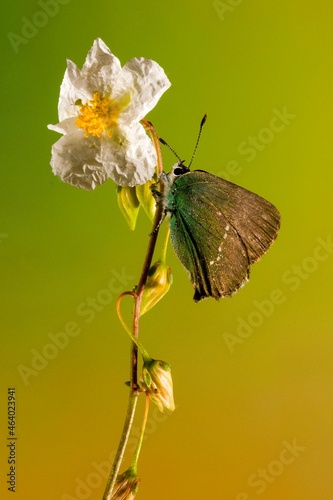 Day butterfly perched on flower, Callophrys rubi. photo
