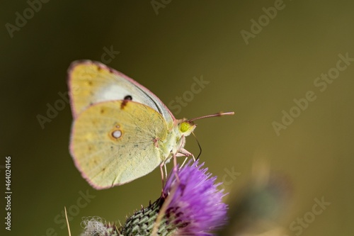 Day butterfly perched on flower, Colias alfacariensis photo