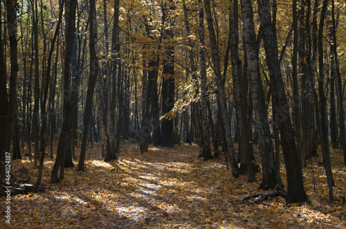 Fototapeta Naklejka Na Ścianę i Meble -  Autumn landscape in Sokolniki park