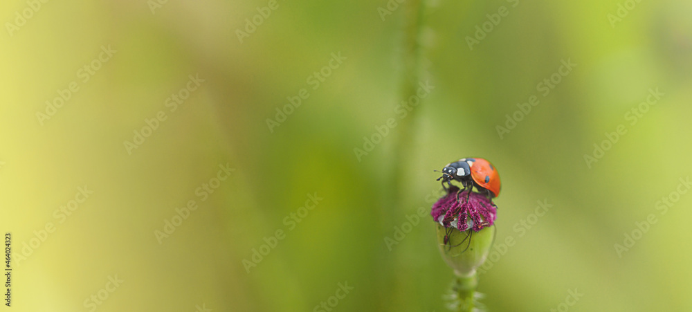 ladybug on poppy flower, wide banner with free space for text ladybug on poppy flower, wide banner with free space for text