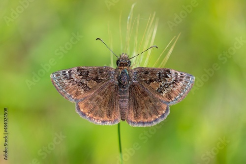 Day butterfly perched on flower, Erynnis tages. photo
