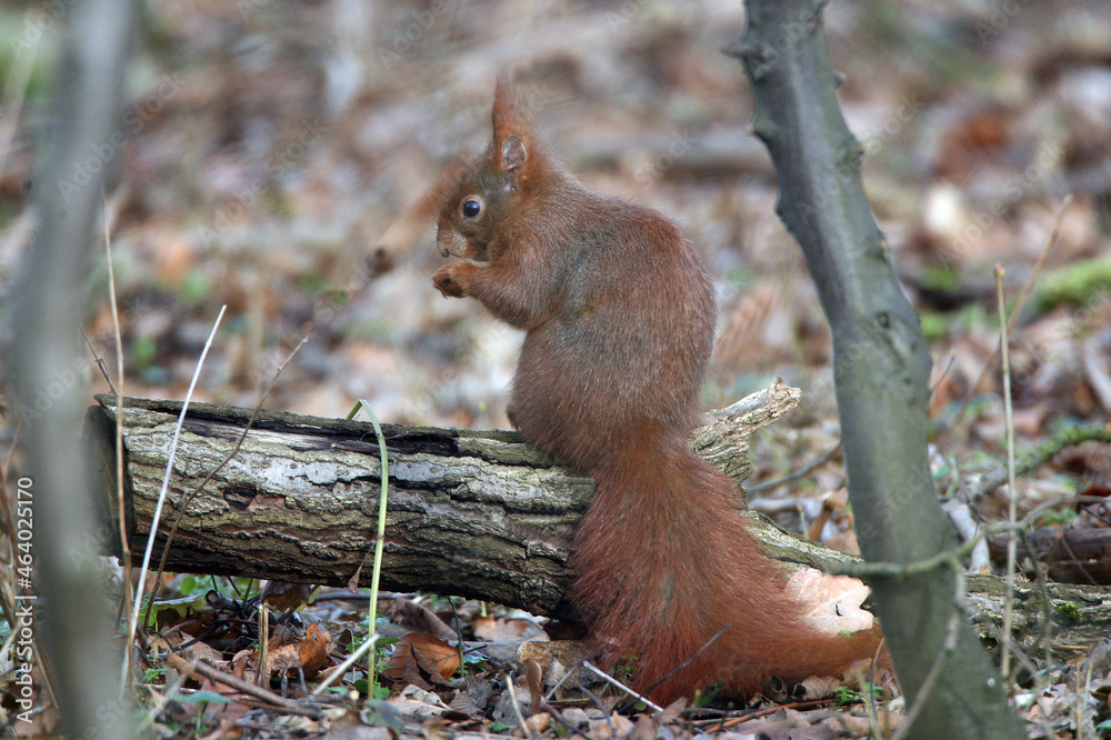 Eichhörnchen bei der Nahrungsaufnahme