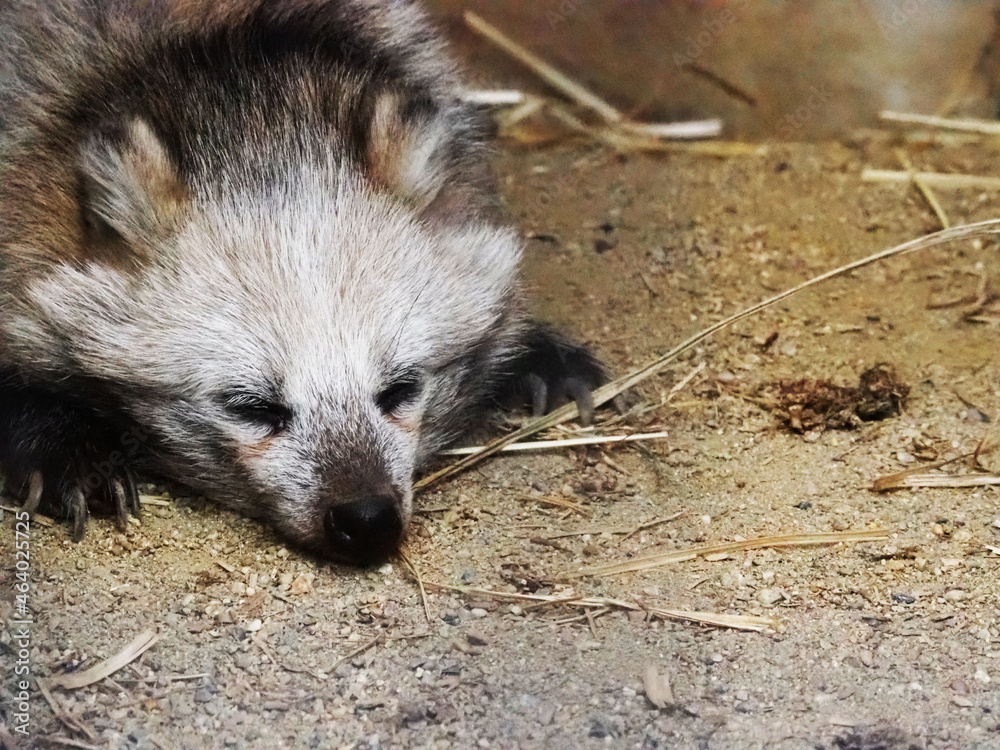 Naklejka premium タヌキ