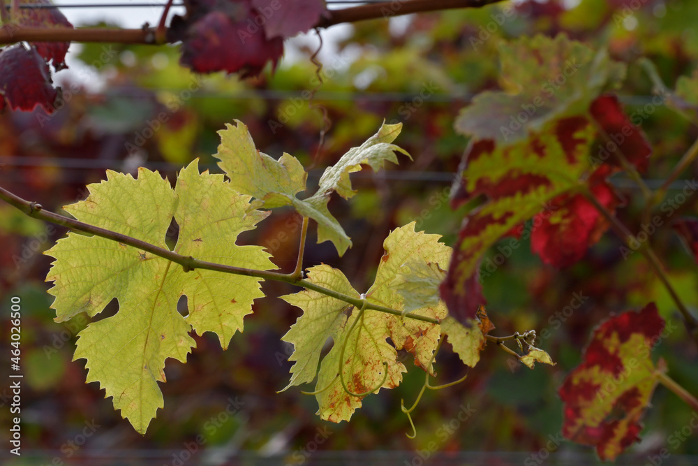 Fototapeta premium weinlaub im herbst
