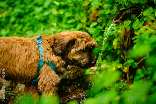 Catalan shepherd dog of almost four months drinking water from a spring in nature, where the brown color of the dog and the green of the idyllic environment of nature predominate in a blurred way to a