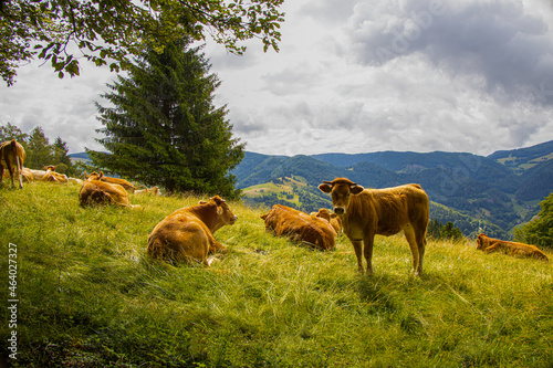 Kühe_Schwarzwald