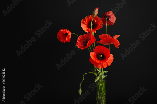 Bright red poppy flower isolated on white background.