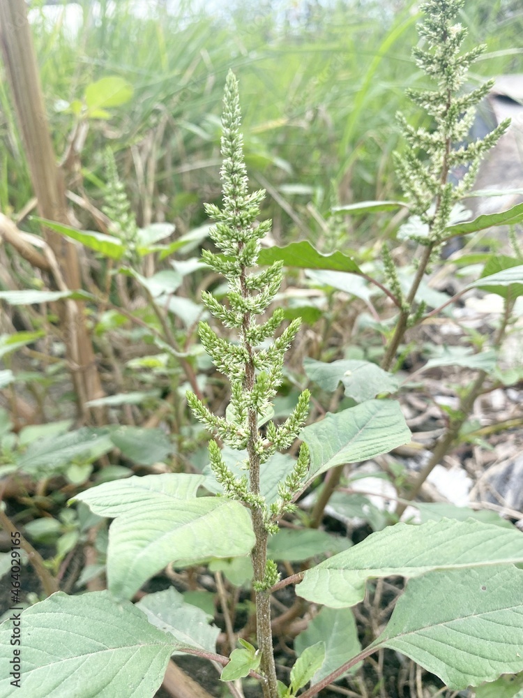 fresh green amaranthus viridis tree in nature garden fresh green amaranthus viridis tree in nature garden