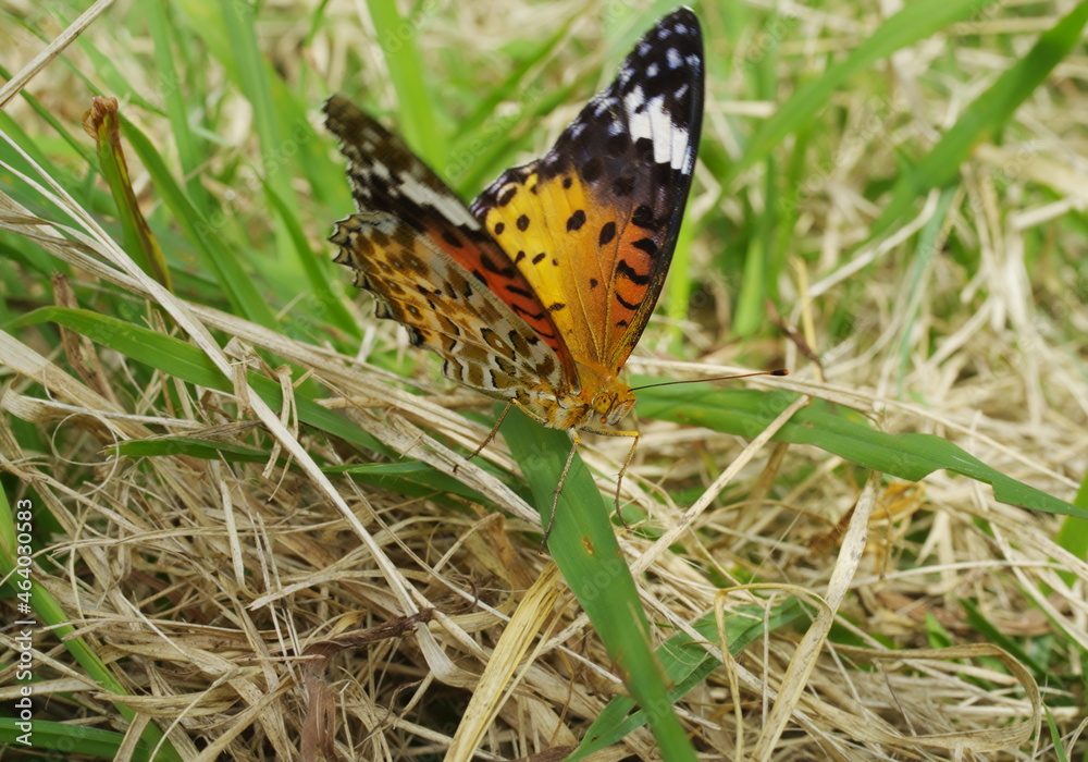 Indian fritillary butterfly on grass, which was taken in Tokyo, Japan. Argyreus hyperbius. Indian fritillary butterfly on grass, which was taken in Tokyo, Japan. Argyreus hyperbius.