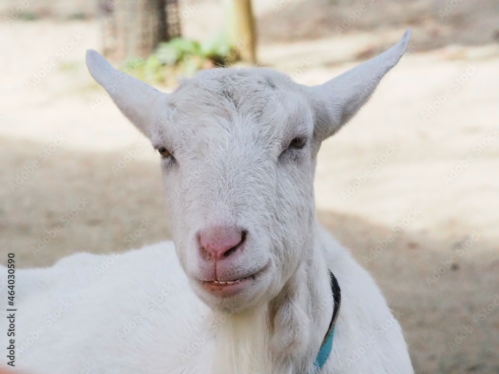 Obraz premium ヤギ