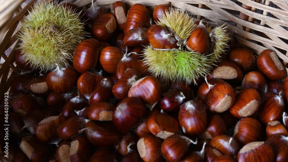 Chestnut harvest time in autumn. Man hands dropping chestnuts inside a wicker basket with green hedgehogs. Chestnut harvest time in autumn. Man hands dropping chestnuts inside a wicker basket with green hedgehogs.