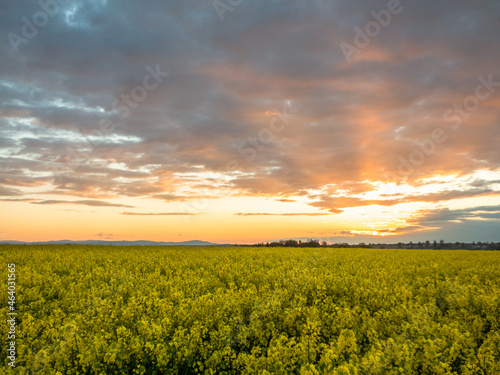 sunset over yellow field