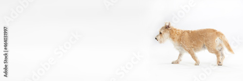 Multi-breed dog walks on white background fully isolated from background. Panoramic frame. photo