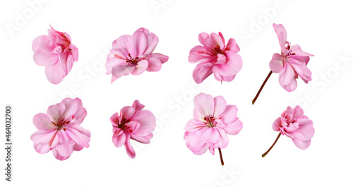 Set of pink geranium flowers isolated photo