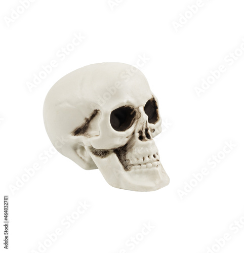 Artificial decorative skull for the Halloween decoration isolated