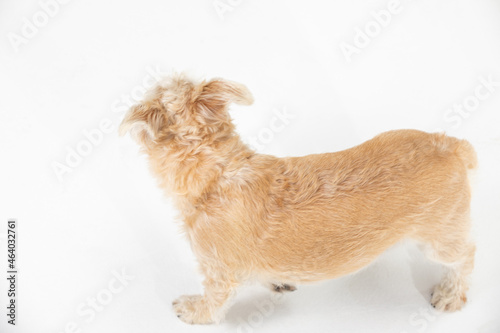 A light brown dog walks and looks around in a white room. View from above. Isolated from the background. photo