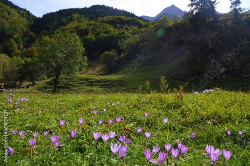 French Pyrenees nature