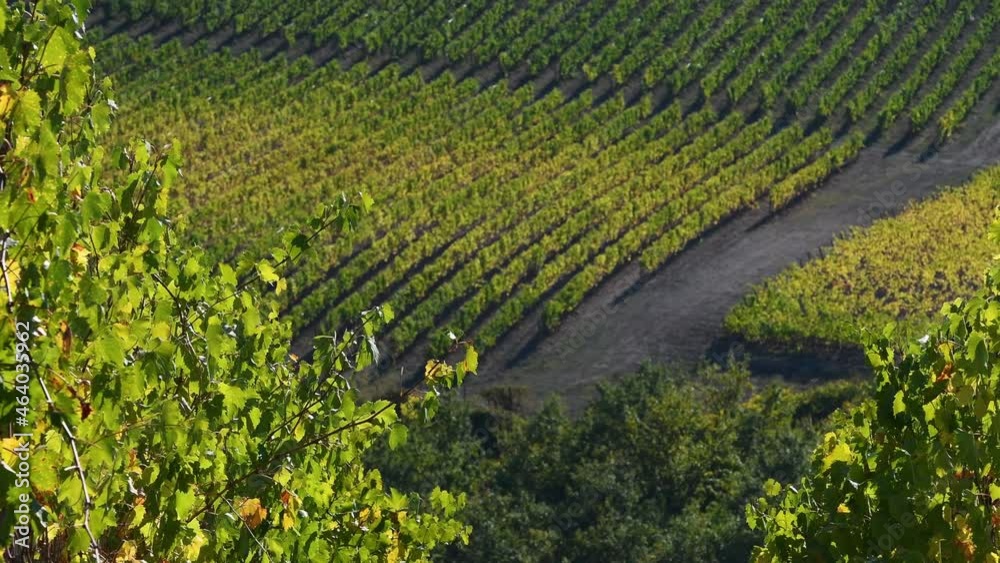 After the grape harvest, in October the splendid vineyards of Chianti in Tuscany begin to turn yellow and shine in the light of the sunset. Italy.