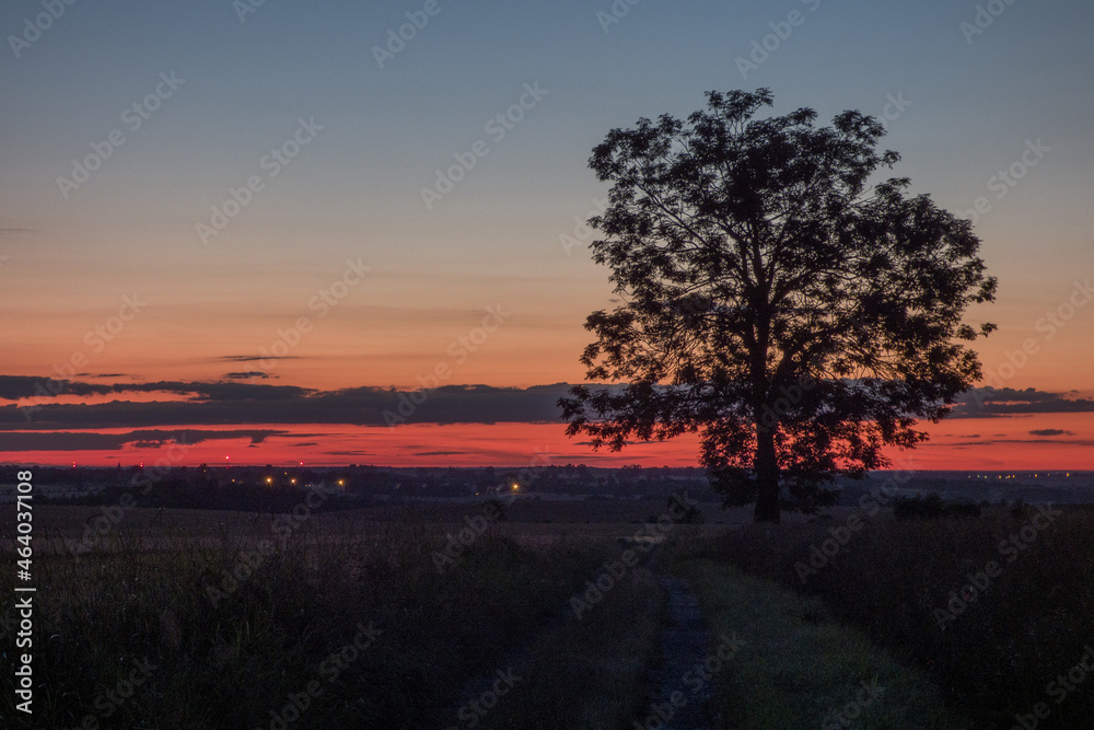 sunset tree