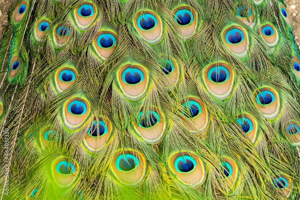 Fototapeta premium Close up of beautiful peacock's feathers