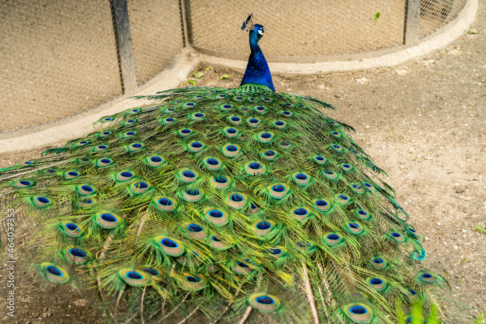 Obraz premium Beautiful male peacock in national zoo with feathers out