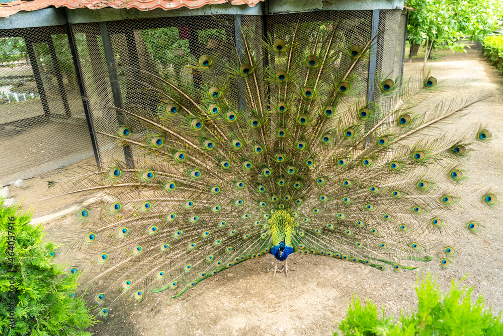 Obraz premium Beautiful male peacock in national zoo with feathers out