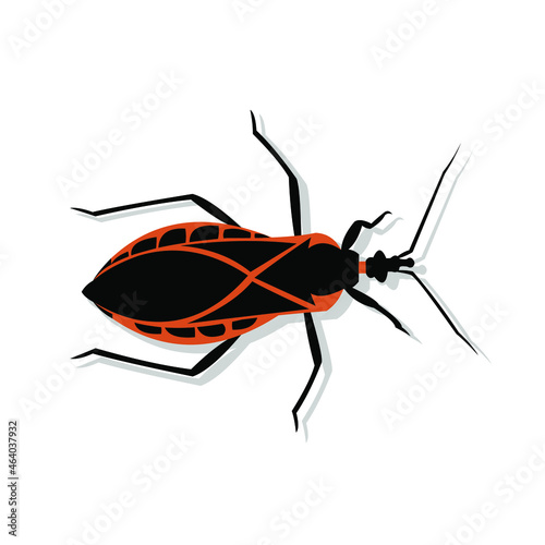 Fototapeta Vector illustration of a kissing bug or Triatomine animal