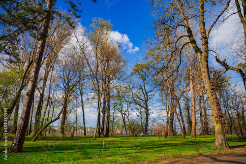 park land outdoor nature view of bare branches trees and green grass meadow in March spring season morning