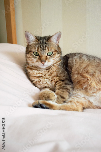 A domestic tiger cat with green eyes lies on the bed. British tiger cat close up