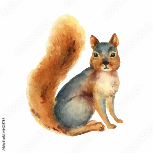 Watercolor vector card with a squirrel isolated on a white background.