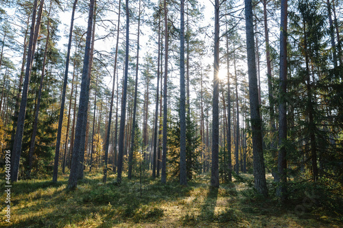Fototapeta Naklejka Na Ścianę i Meble -  Panoramic views of the majestic evergreen forest in the morning sun. Silhouettes of mighty pines. Nature, fairy tale. Atmospheric landscape