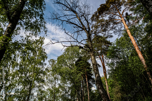 Canvas Print trees in the forest,  Ekeberg, Oslo, Norway