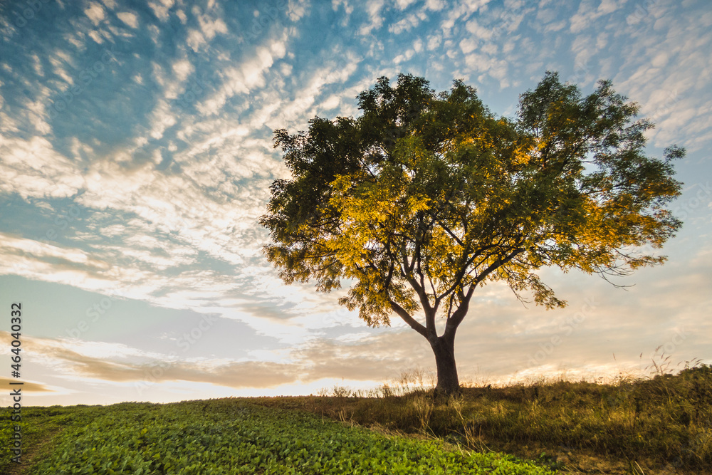 Fototapeta premium tree in the field, sunset sky